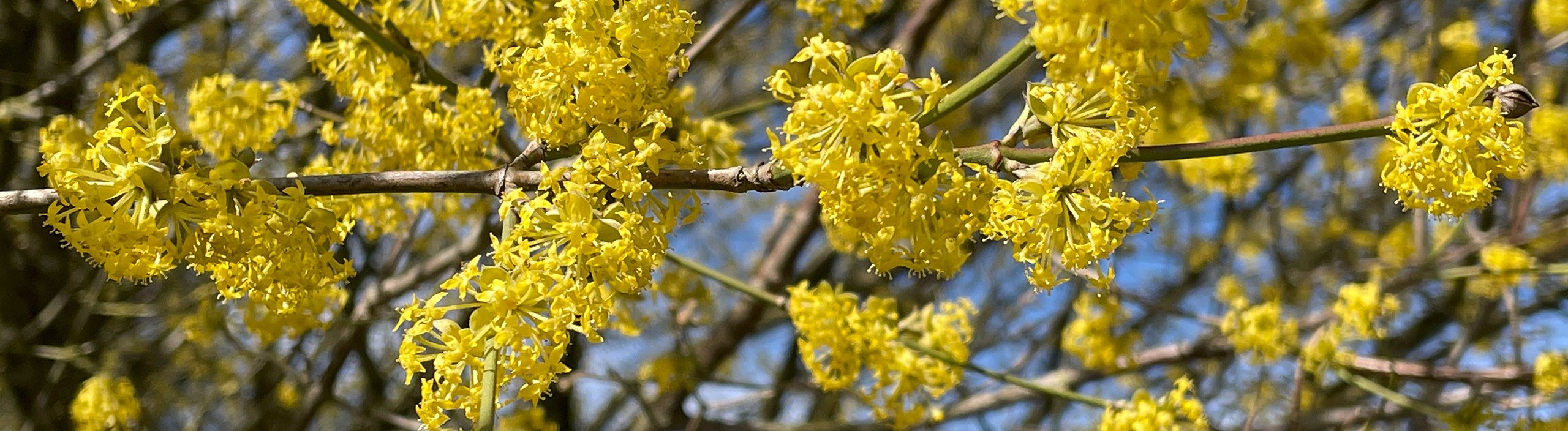 DeWit� &ndash; handgeschmiedete Qualit�t f�r Garten- und Landschaftsbau