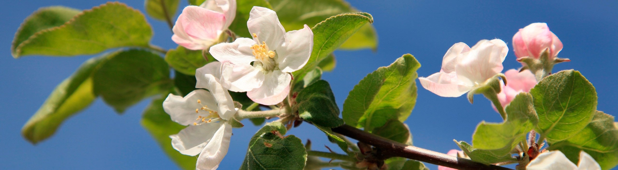Handgeschmiedete Qualit�t f�r alle, die ihren Garten ernst nehmen
