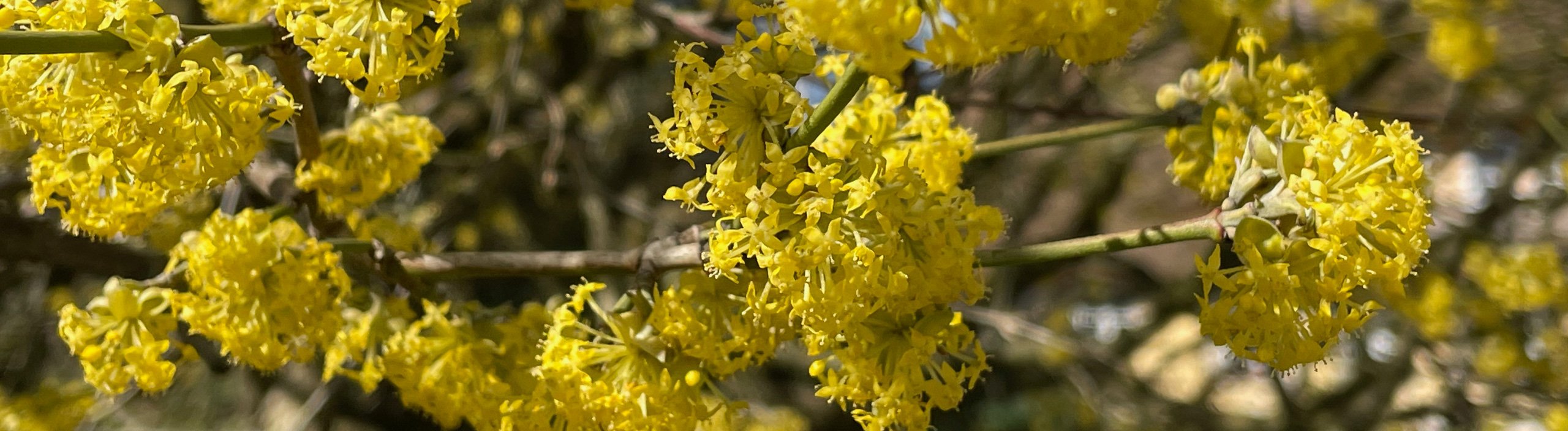 Handgeschmiedete Qualit�t f�r alle, die ihren Garten ernst nehmen